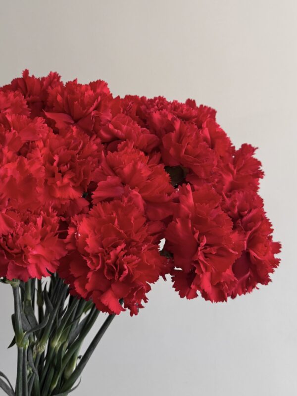 Цветок гвоздика красная